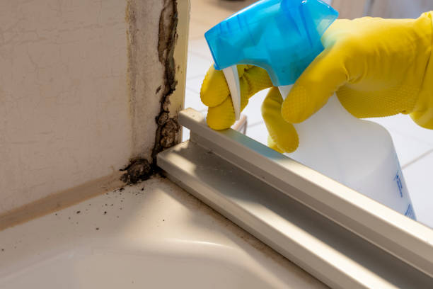 Best Post-Flood Mold Remediation in Las Campanas, NM