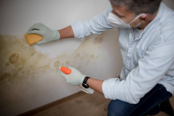 Best Basement Mold Remediation in Las Campanas, NM