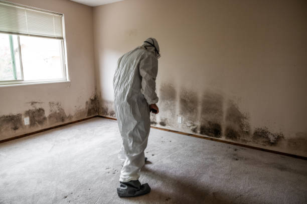 Best Black Mold Remediation in Las Campanas, NM